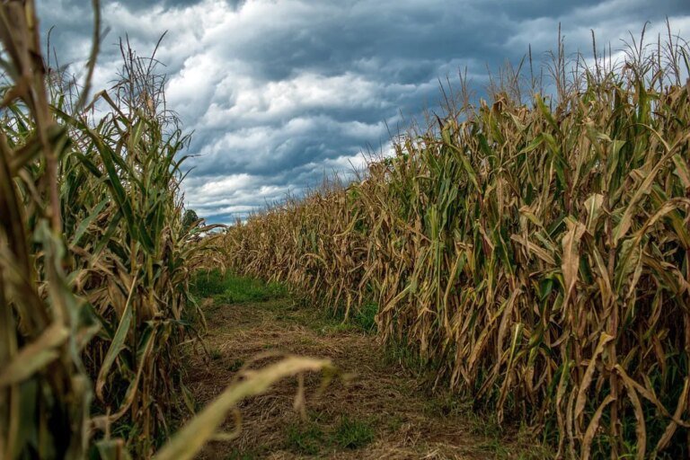 Frio intenso chega ao Paraná com temperatura de 9°C e alertas de tempestade