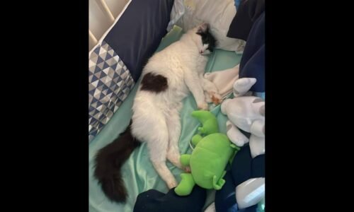 Gata Mya desapareceu no bairro Santa Felicidade