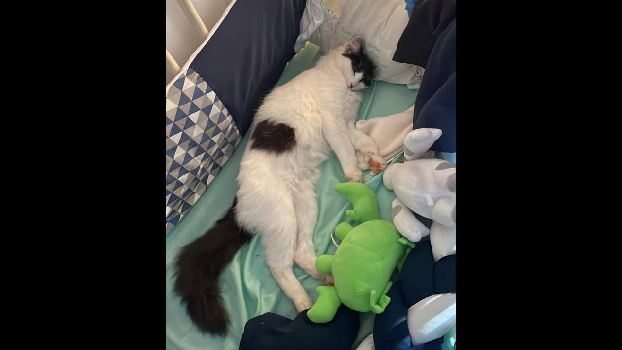 Gata Mya desapareceu no bairro Santa Felicidade
