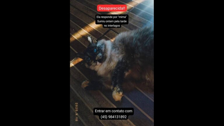 Gata é encontrada no bairro Interlagos