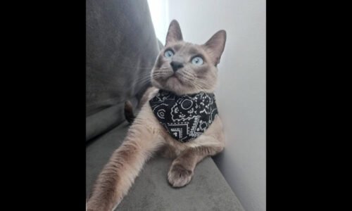Gato Pipoca desapareceu no bairro Interlagos