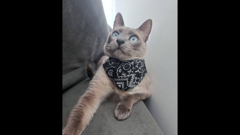 Gato Pipoca desapareceu no bairro Interlagos