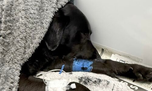 Labrador rescued from UK’s highest mountain after suspected cannabis consumption