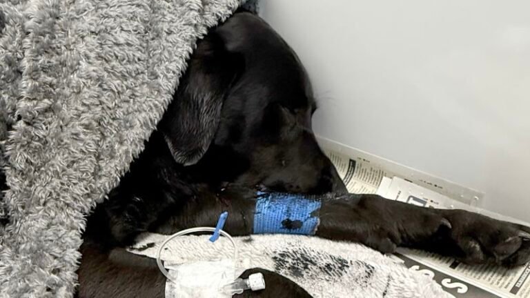 Labrador rescued from UK’s highest mountain after suspected cannabis consumption