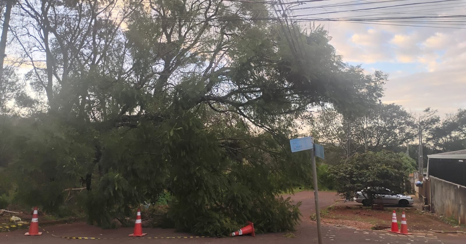 Moradores de Cascavel pedem remoção urgente de árvore caída sobre rede elétrica na Rua Panamá