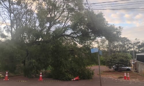 Moradores de Cascavel pedem remoção urgente de árvore caída sobre rede elétrica na Rua Panamá