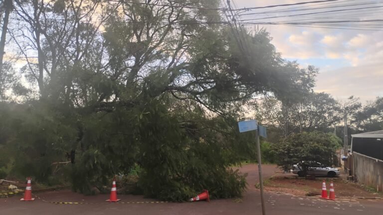 Moradores de Cascavel pedem remoção urgente de árvore caída sobre rede elétrica na Rua Panamá