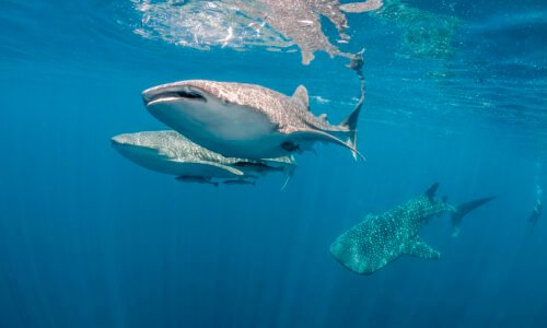 Notizie da record: lo squalo balena è il pesce più grande del mondo!
