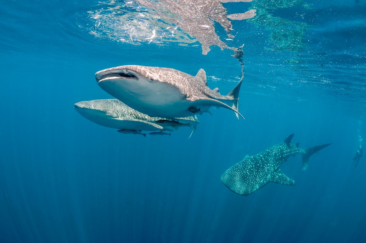 Notizie da record: lo squalo balena è il pesce più grande del mondo!
