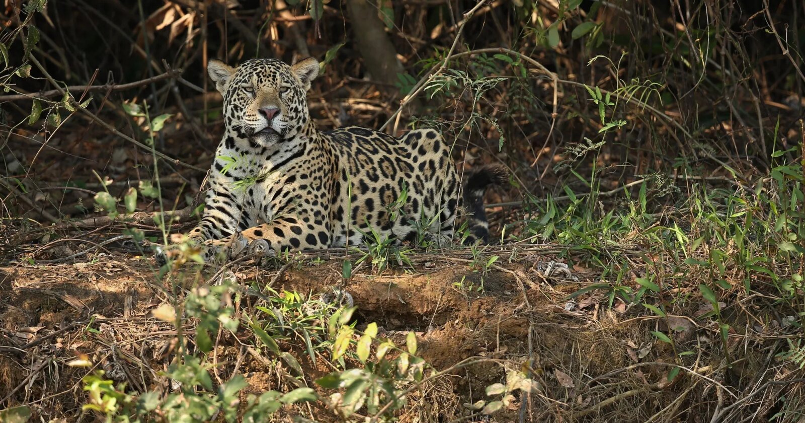 O que está matando animais na Lapa: IAT investiga possível onça