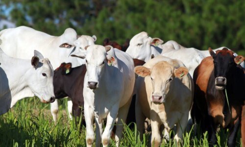 Paraná cria acervo que pode salvar toda a carne brasileira em 72 horas