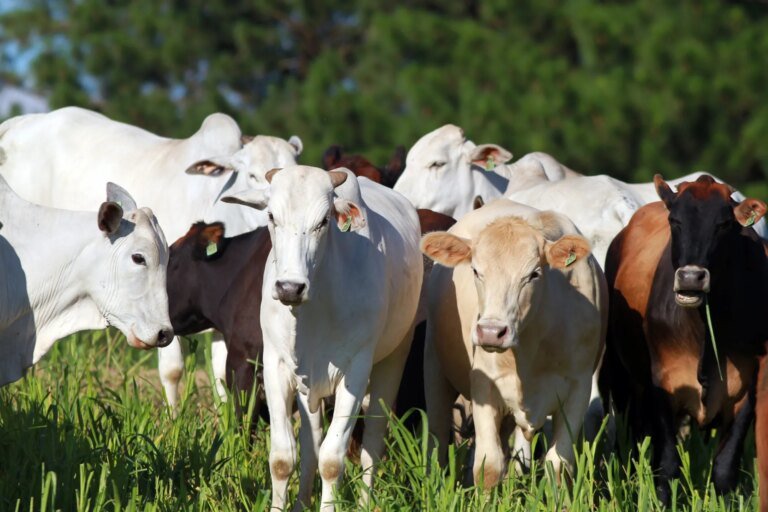 Paraná cria acervo que pode salvar toda a carne brasileira em 72 horas