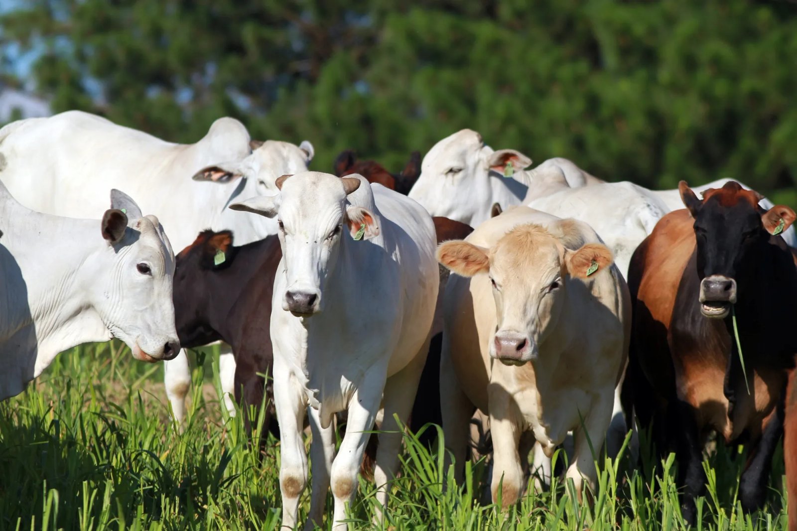 Paraná cria acervo que pode salvar toda a carne brasileira em 72 horas