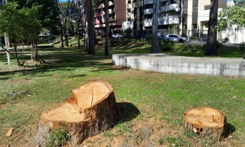 Prefeitura corta oito árvores e poda outras 40 em praça de Curitiba