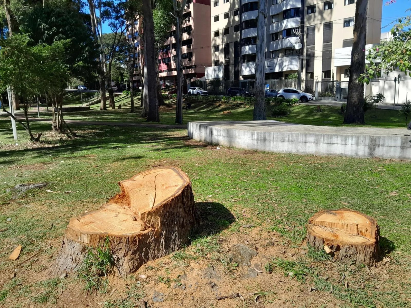 Prefeitura corta oito árvores e poda outras 40 em praça de Curitiba