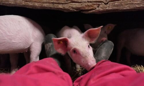 Produção de carne suína movimenta bilhões e é celebrada nesta data