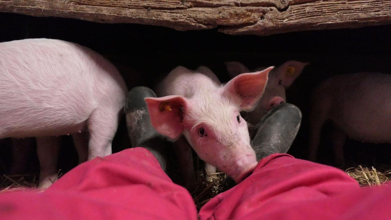 Produção de carne suína movimenta bilhões e é celebrada nesta data