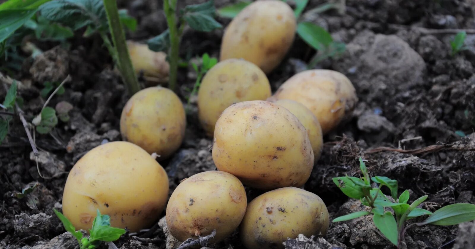 Produtor de batata do Paraná repensa plantio por medo do El Niño