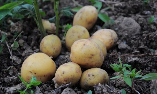 Produtor de batata do Paraná repensa plantio por medo do El Niño