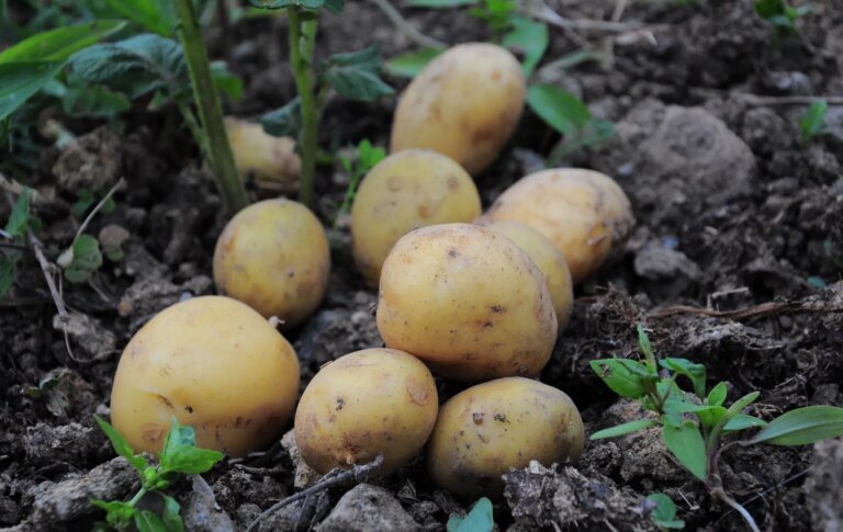 Produtor de batata do Paraná repensa plantio por medo do El Niño