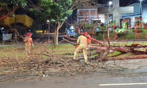 Queda de árvore bloqueia faixa da Avenida Brasil durante a madrugada