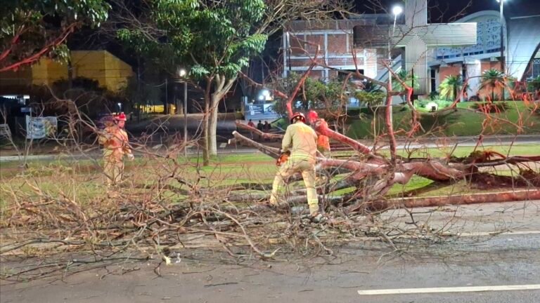 Queda de árvore bloqueia faixa da Avenida Brasil durante a madrugada