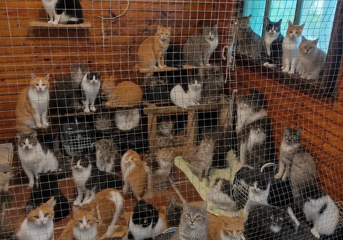 UFPR promove adoção de 25 gatos resgatados em Superagui
