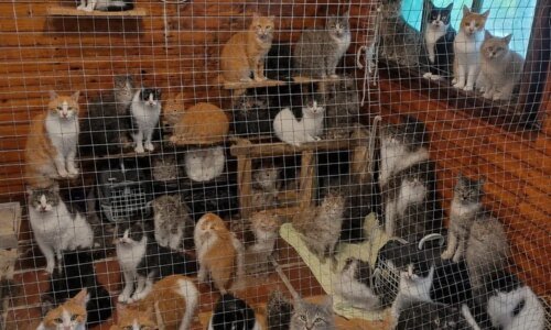 UFPR promove adoção de 25 gatos resgatados em Superagui