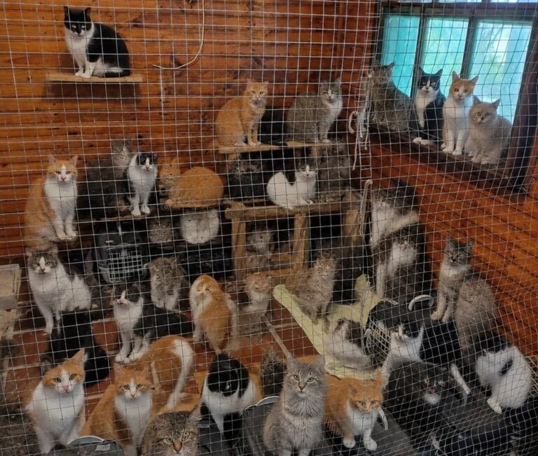 UFPR promove adoção de 25 gatos resgatados em Superagui