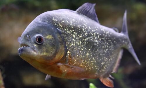 Boy unexpectedly catches a piranha at lake