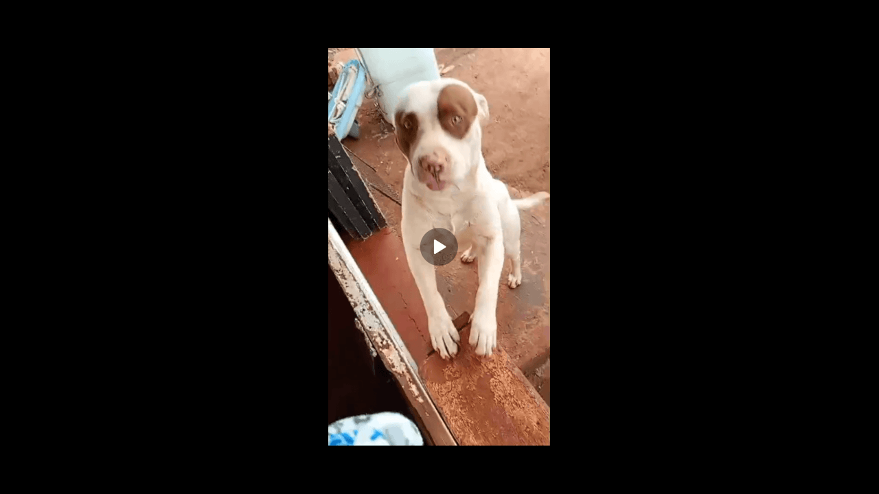 Cachorro Aslan e macha desapareceu no bairro Santa Felicidade
