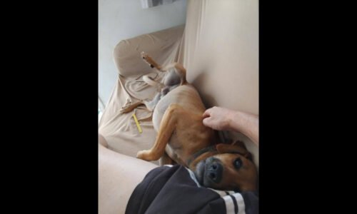 Cachorro Fred desapareceu no bairro Colonial