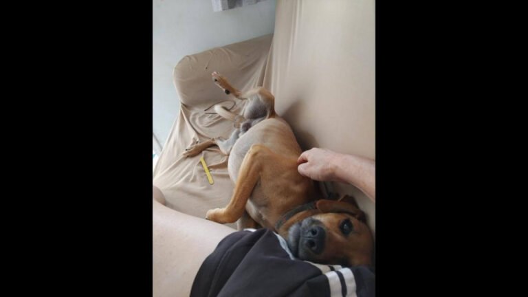 Cachorro Fred desapareceu no bairro Colonial