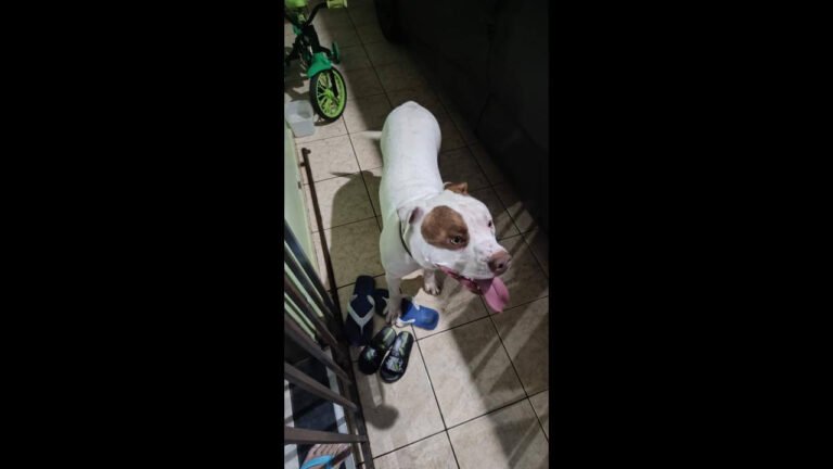 Cachorro é encontrado no bairro Universitário