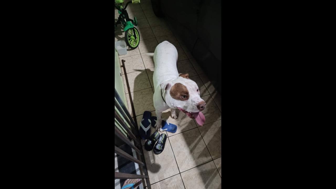 Cachorro é encontrado no bairro Universitário