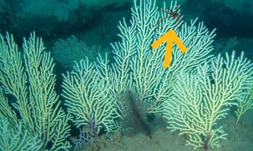 Coral Reefs Presumed Dead Have Been Found Teeming With Life