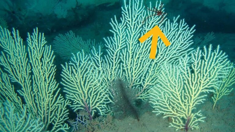 Coral Reefs Presumed Dead Have Been Found Teeming With Life