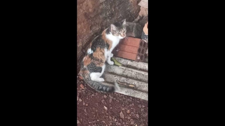 Gata é encontrada no bairro Jardim União