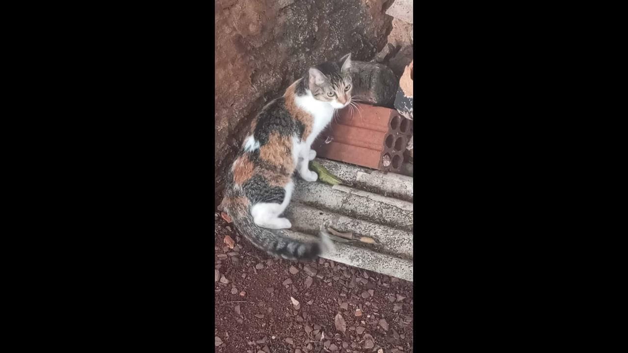 Gata é encontrada no bairro Jardim União